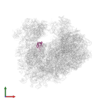 Small ribosomal subunit protein uS11A in PDB entry 4u4z, assembly 2, front view.