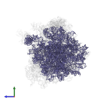 25S ribosomal RNA in PDB entry 4u50, assembly 2, side view.