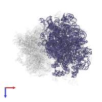 25S ribosomal RNA in PDB entry 4u50, assembly 2, top view.