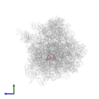 Small ribosomal subunit protein uS8A in PDB entry 4u52, assembly 2, side view.