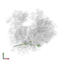 Large ribosomal subunit protein eL19A in PDB entry 4u52, assembly 2, front view.