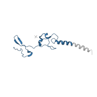 The deposited structure of PDB entry 4u53 contains 2 copies of Pfam domain PF01199 (Ribosomal protein L34e) in Large ribosomal subunit protein eL34A. Showing 1 copy in chain RB [auth O4].