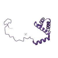 The deposited structure of PDB entry 4u53 contains 2 copies of Pfam domain PF01158 (Ribosomal protein L36e) in Large ribosomal subunit protein eL36A. Showing 1 copy in chain TB [auth O6].