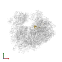 Large ribosomal subunit protein eL36A in PDB entry 4u53, assembly 2, front view.