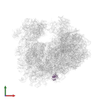 Large ribosomal subunit protein eL38 in PDB entry 4u53, assembly 2, front view.