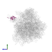 Large ribosomal subunit protein uL10 in PDB entry 4u53, assembly 2, side view.