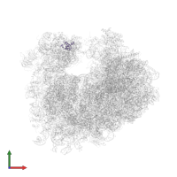 Small ribosomal subunit protein eS25A in PDB entry 4u56, assembly 2, front view.