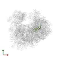 Large ribosomal subunit protein uL6A in PDB entry 4u56, assembly 2, front view.