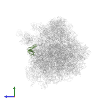 Large ribosomal subunit protein uL6A in PDB entry 4u56, assembly 2, side view.