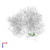 Large ribosomal subunit protein uL6A in PDB entry 4u56, assembly 2, top view.