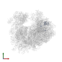 Large ribosomal subunit protein uL15 in PDB entry 4u56, assembly 2, front view.