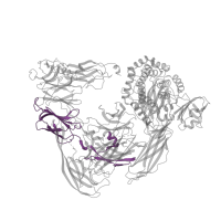 The deposited structure of PDB entry 4u59 contains 1 copy of Pfam domain PF07703 (Alpha-2-macroglobulin bait region domain) in Alpha-2-macroglobulin. Showing 1 copy in chain A.