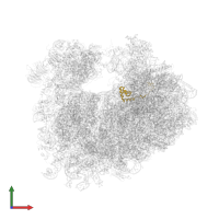 Large ribosomal subunit protein eL36A in PDB entry 4u6f, assembly 2, front view.