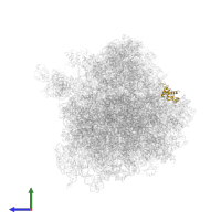 Large ribosomal subunit protein eL36A in PDB entry 4u6f, assembly 2, side view.