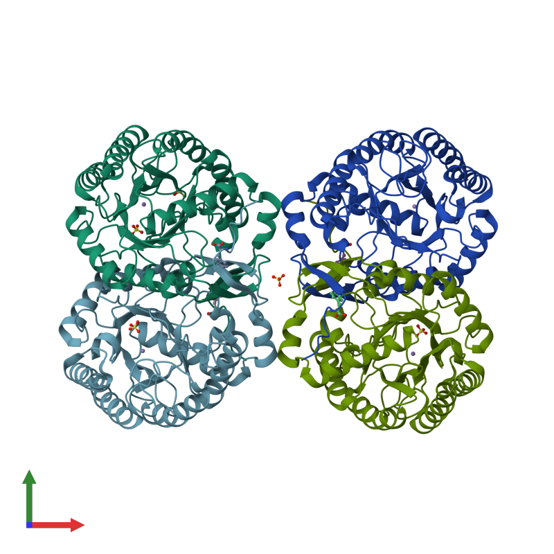 <div class='caption-body'><ul class ='image_legend_ul'>The deposited structure of PDB entry 4uc5 coloured by chain and viewed from the front. The entry contains: <li class ='image_legend_li'>4 copies of PHOSPHO-2-DEHYDRO-3-DEOXYHEPTONATE ALDOLASE</li><li class ='image_legend_li'>[]<ul class ='image_legend_ul'><li class ='image_legend_li'>4 copies of MANGANESE (II) ION</li> <li class ='image_legend_li'>1 copy of DI(HYDROXYETHYL)ETHER</li> <li class ='image_legend_li'>4 copies of SULFATE ION</li> <li class ='image_legend_li'>4 copies of PHENYLALANINE</li></ul></li></div>