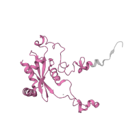 The deposited structure of PDB entry 4ug0 contains 1 copy of Pfam domain PF00827 (Ribosomal L15) in Large ribosomal subunit protein eL15. Showing 1 copy in chain P [auth LN].