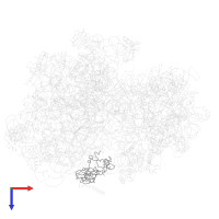 Large ribosomal subunit protein uL2 in PDB entry 4v47, assembly 1, top view.