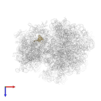30S ribosomal protein S17 in PDB entry 4v49, assembly 1, top view.