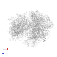 50S ribosomal protein L20 in PDB entry 4v4a, assembly 1, top view.