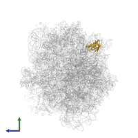 Small ribosomal subunit protein uS11A in PDB entry 4v4b, assembly 1, side view.