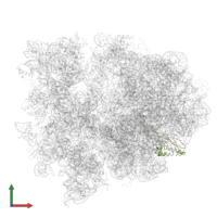 Large ribosomal subunit protein uL22A in PDB entry 4v4b, assembly 1, front view.