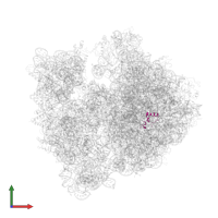 Large ribosomal subunit protein bL34 in PDB entry 4v4h, assembly 1, front view.