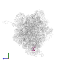 Small ribosomal subunit protein bS16 in PDB entry 4v4i, assembly 1, side view.