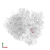 Small ribosomal subunit protein uS12 in PDB entry 4v4j, assembly 1, front view.