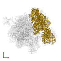 16S ribosomal RNA in PDB entry 4v4n, assembly 1, front view.