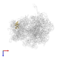 Small ribosomal subunit protein uS8 in PDB entry 4v4r, assembly 1, top view.