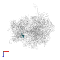 Small ribosomal subunit protein uS12 in PDB entry 4v4r, assembly 1, top view.