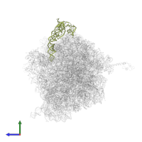 5S ribosomal RNA in PDB entry 4v4r, assembly 1, side view.