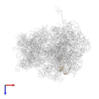 Large ribosomal subunit protein uL3 in PDB entry 4v4r, assembly 1, top view.