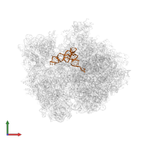 P-site tRNA (Phe) in PDB entry 4v4r, assembly 1, front view.