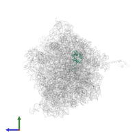 Large ribosomal subunit protein uL4 in PDB entry 4v4r, assembly 1, side view.