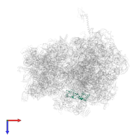 Large ribosomal subunit protein bL25 in PDB entry 4v4r, assembly 1, top view.