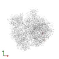 Large ribosomal subunit protein bL32 in PDB entry 4v4r, assembly 1, front view.