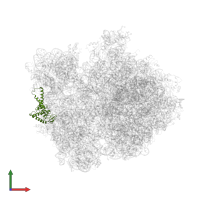 Small ribosomal subunit protein uS2 in PDB entry 4v4r, assembly 1, front view.