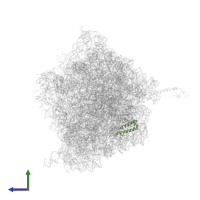 Large ribosomal subunit protein uL29 in PDB entry 4v4s, assembly 1, side view.