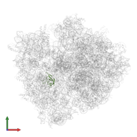 Small ribosomal subunit protein uS12 in PDB entry 4v4v, assembly 1, front view.