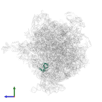 Large ribosomal subunit protein uL14 in PDB entry 4v4v, assembly 1, side view.