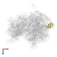 Large ribosomal subunit protein uL4 in PDB entry 4v51, assembly 2, top view.