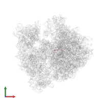 Large ribosomal subunit protein bL36A in PDB entry 4v53, assembly 1, front view.