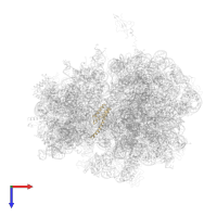 Small ribosomal subunit protein bS20 in PDB entry 4v55, assembly 1, top view.