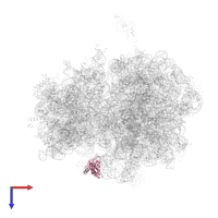 Large ribosomal subunit protein uL11 in PDB entry 4v55, assembly 1, top view.