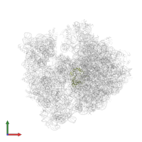 Large ribosomal subunit protein uL2 in PDB entry 4v55, assembly 1, front view.