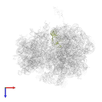 Large ribosomal subunit protein uL2 in PDB entry 4v55, assembly 1, top view.