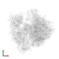Large ribosomal subunit protein uL3 in PDB entry 4v55, assembly 1, front view.