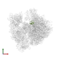 Large ribosomal subunit protein uL16 in PDB entry 4v55, assembly 1, front view.
