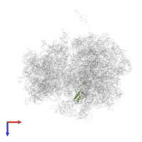 Large ribosomal subunit protein uL16 in PDB entry 4v55, assembly 1, top view.